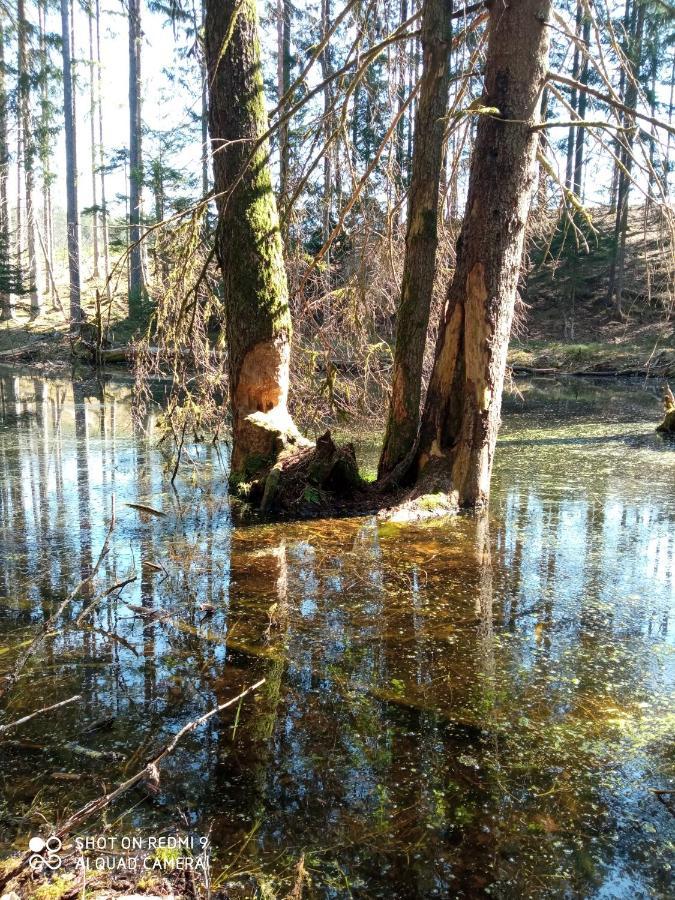 Domek Letniskowy Na Kaszubach, Borowy Mlyn, Jezioro Gwiazda 빌라 외부 사진